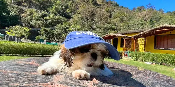 Best Pet Friendly Resort In Rishikesh 2025